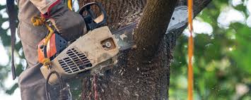 Best Tree Risk Assessment  in Tton, IL