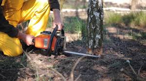 Reliable Tilton, IL Tree Care Solutions