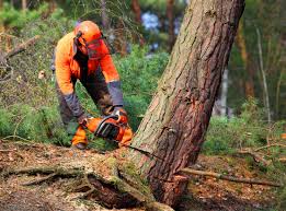Best Utility Line Clearance  in Tton, IL