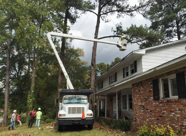 Best Hazardous Tree Removal  in Tton, IL