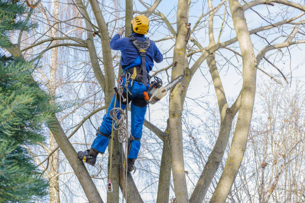 Mulching Services in Tilton, IL