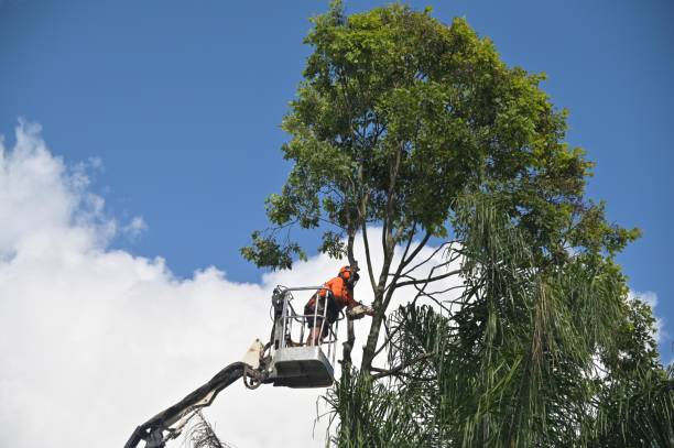 Best Tree Preservation Services  in Tton, IL